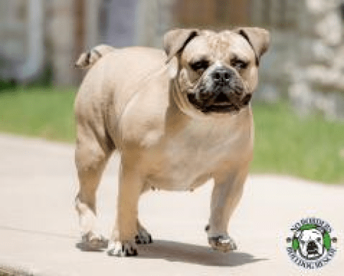pug english bulldog mix for sale