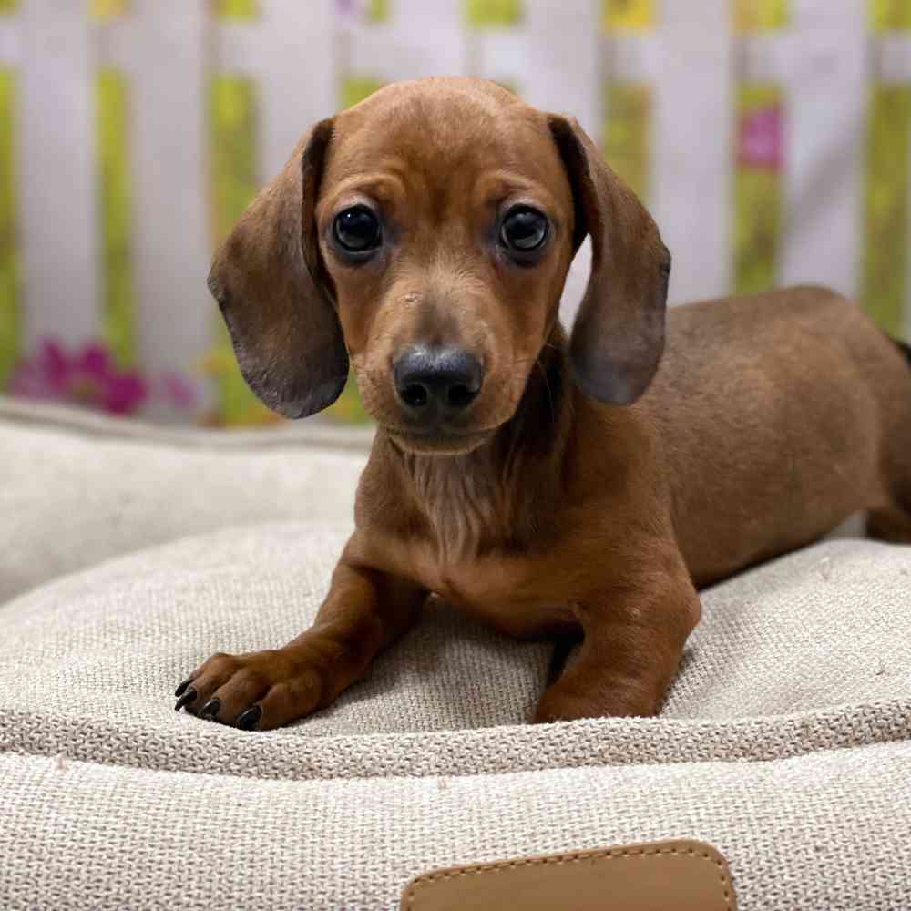 dachshund nj