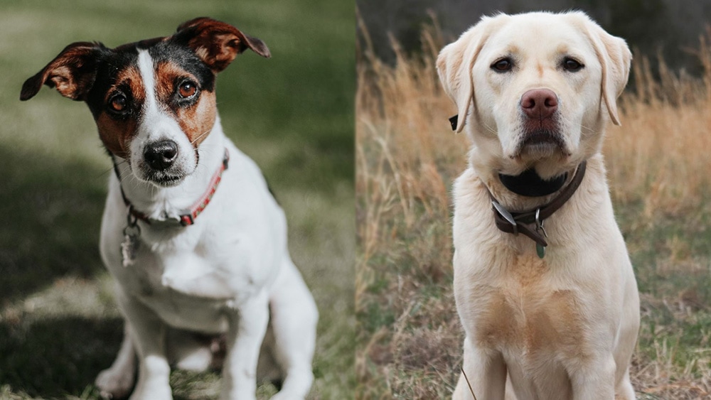 labrador jack russell