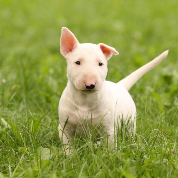 bull terrier puppies