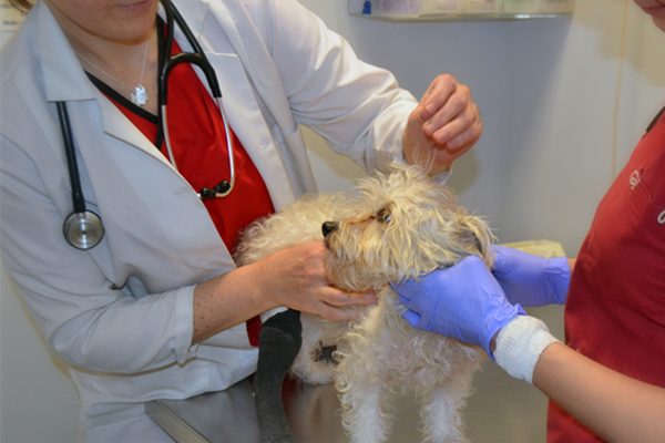 no kill animal shelters chicago