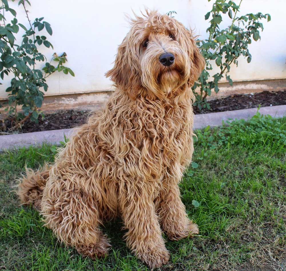 labradoodle for sale florida