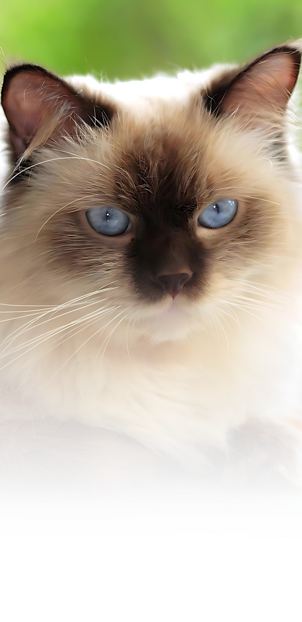 kittens for sale rhode island