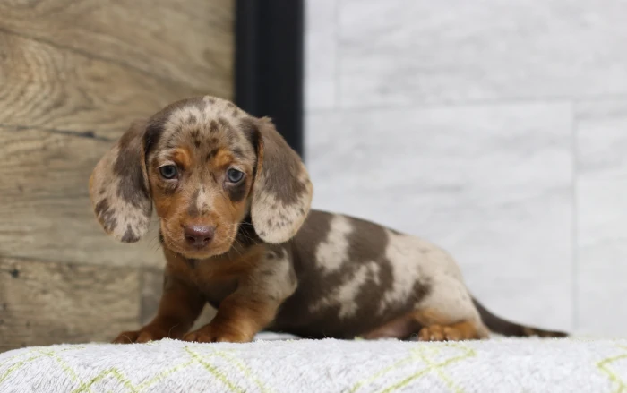 dachshund puppies south dakota