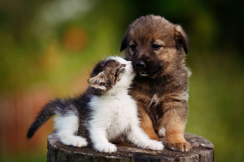 kitten and puppy