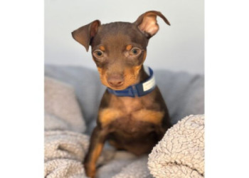 miniature pinscher adoption near me