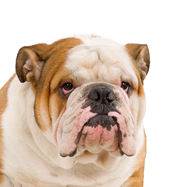 english bulldog breeders indiana