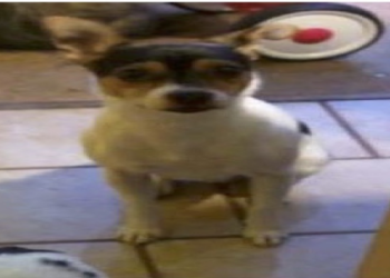 lost dogs of america