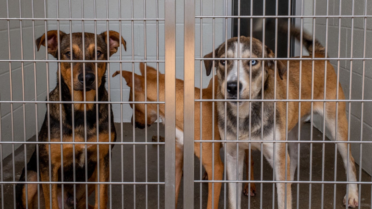 are dogs free at shelters