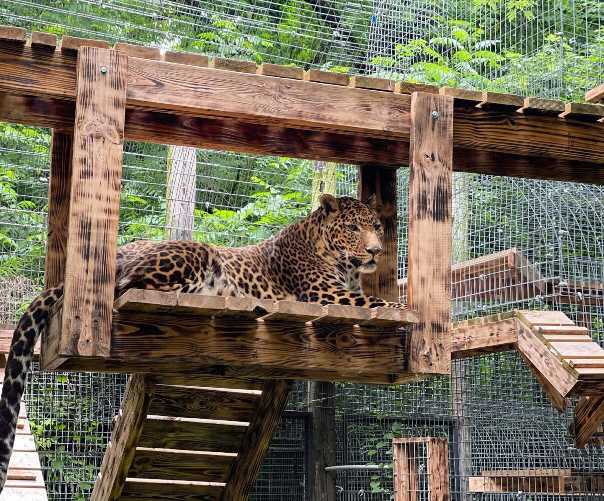 feline rescue center indiana