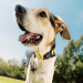 dog finder collar