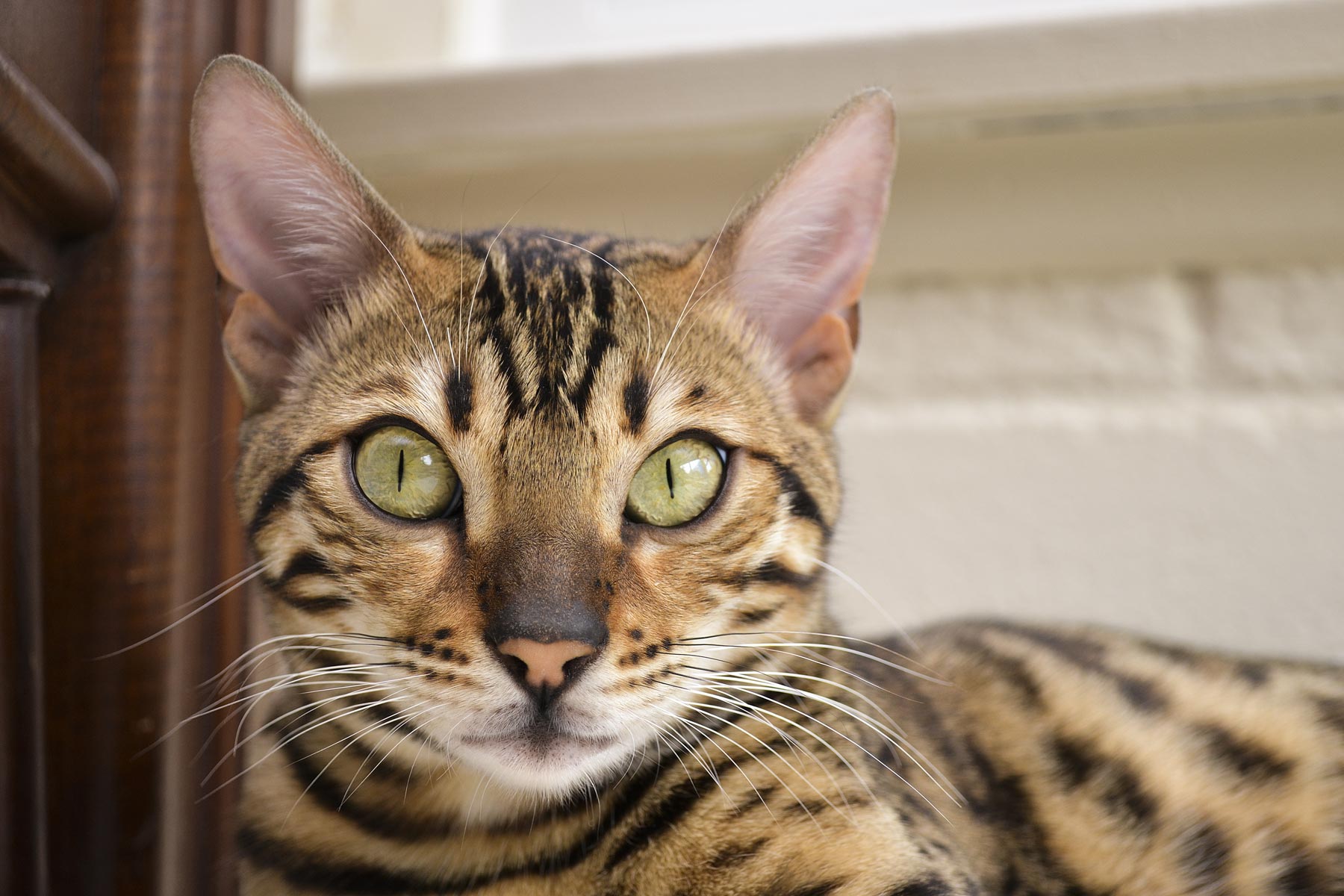 bengal cat cost usa