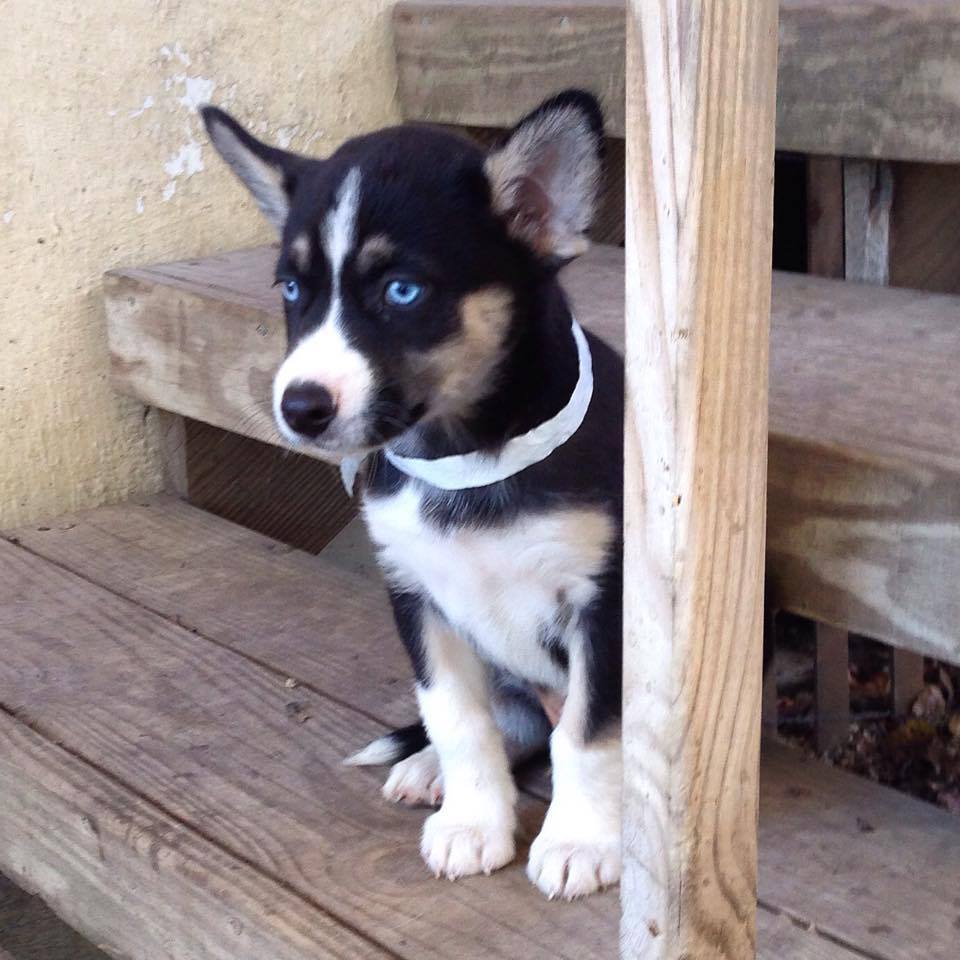 australian shepherd cross husky for sale