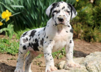 great dane golden retriever mix