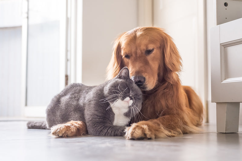 dog and cat friends