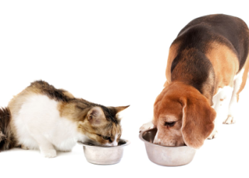 where to get free cats