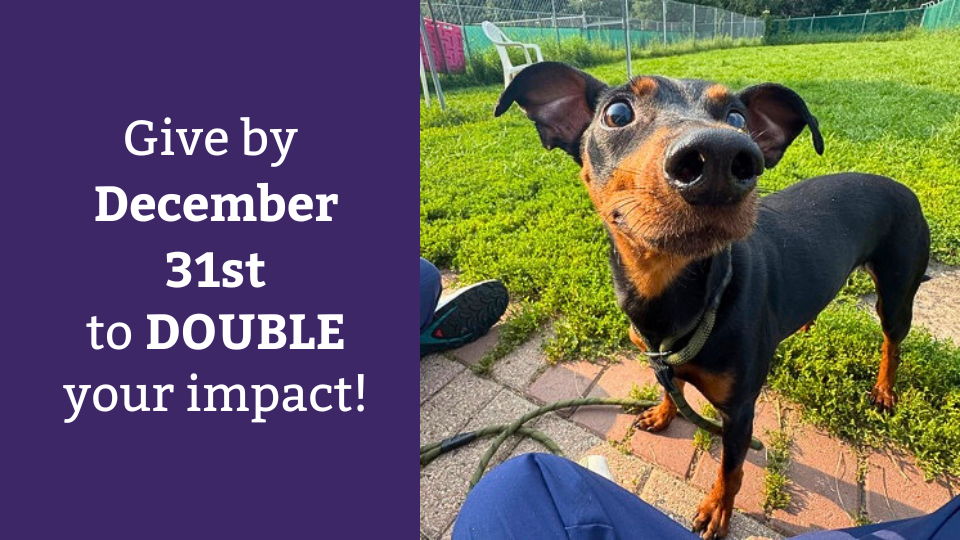 dane county humane society adoption dogs