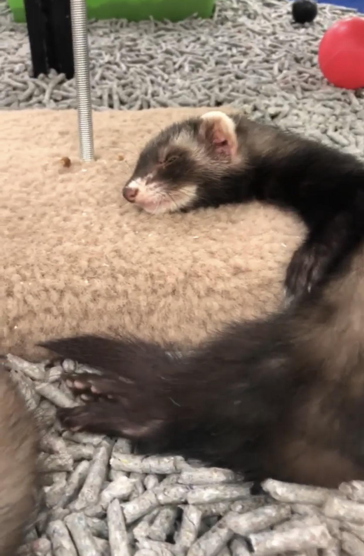 do ferrets need a friend