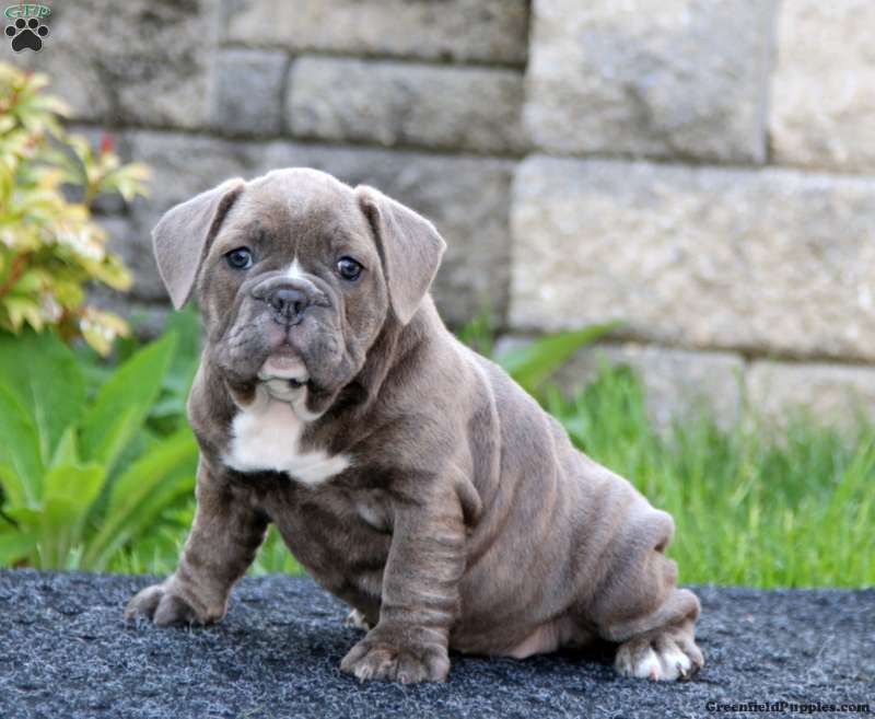 pug english bulldog mix for sale