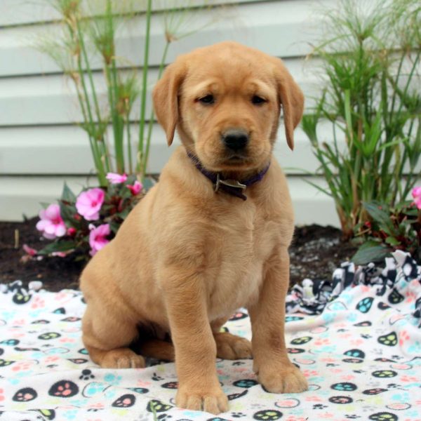 labrador puppy for sale near me