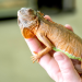 adopt me exotic pets list