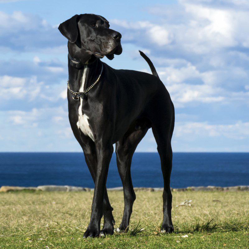 where to buy a great dane