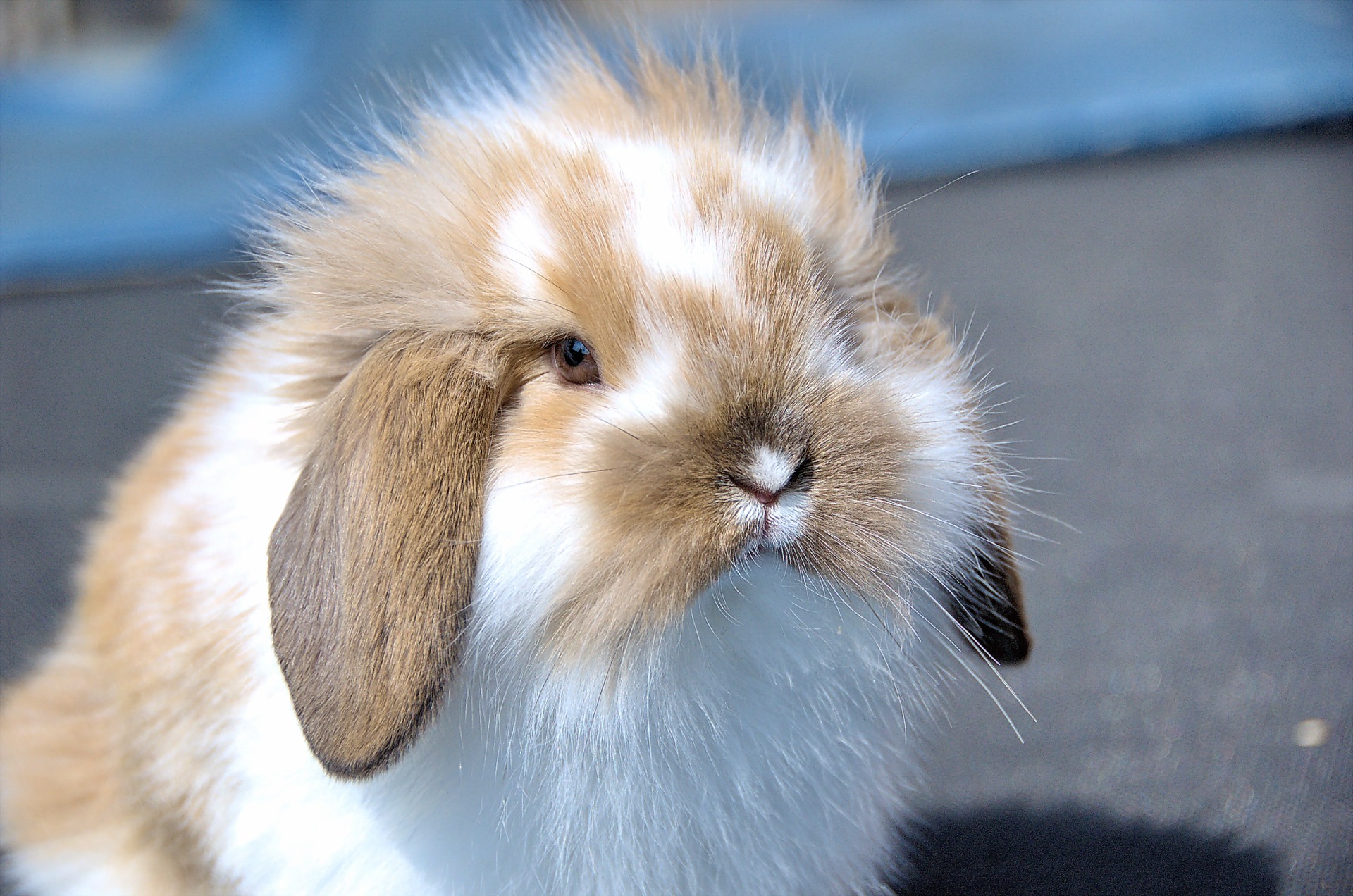 fluffy floppy eared bunny