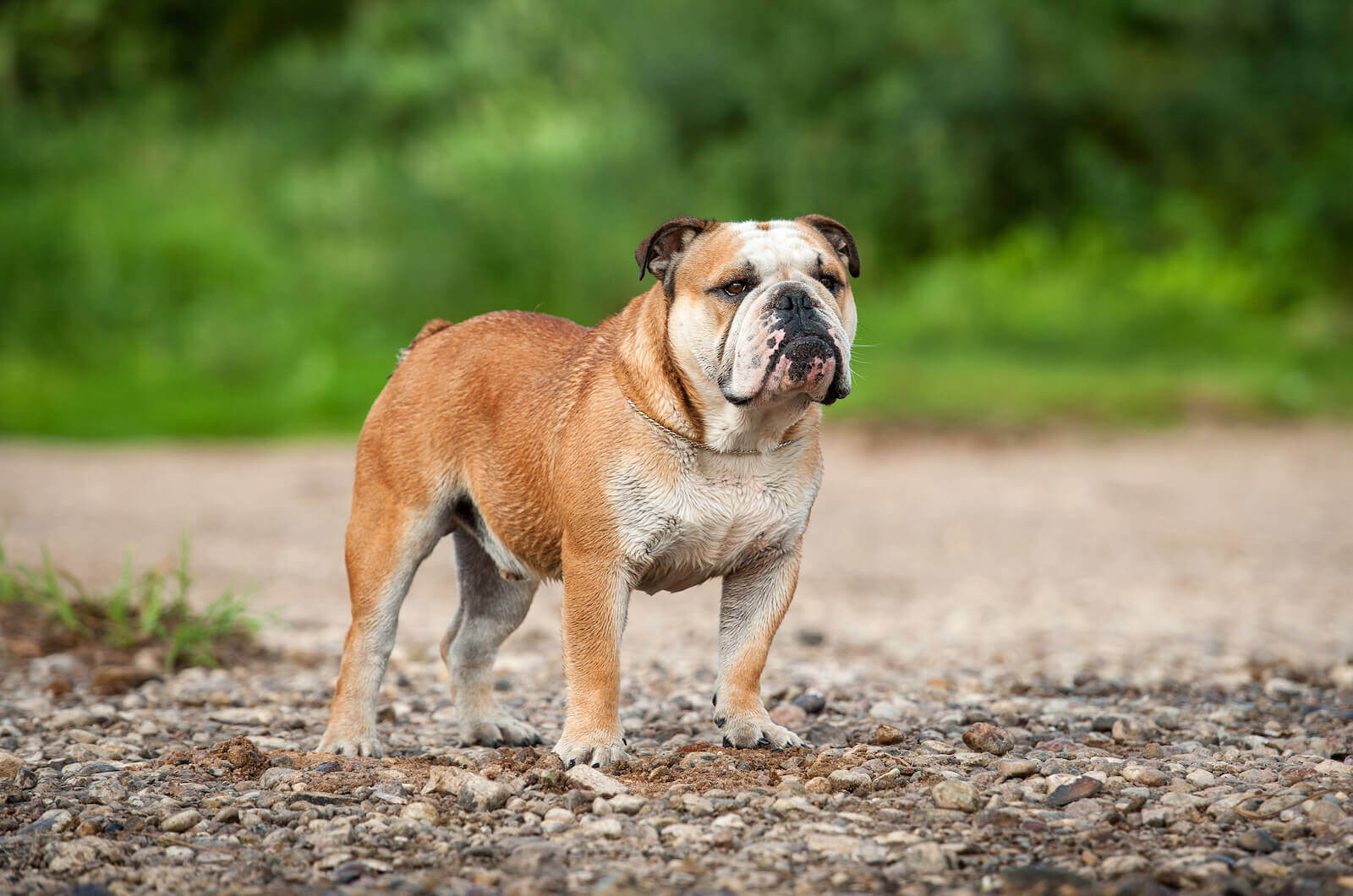 english bulldog breeders indiana