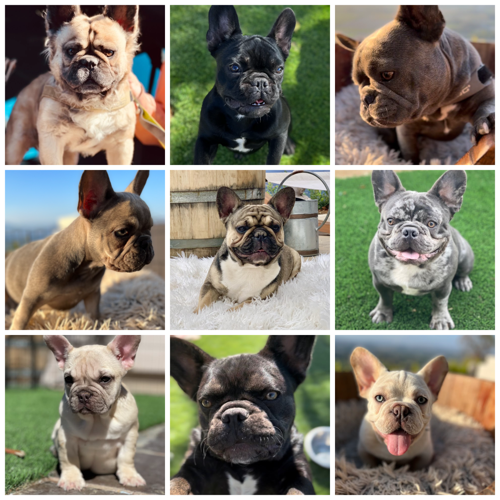 french bulldogs la