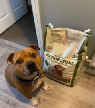 best food for staffordshire terrier