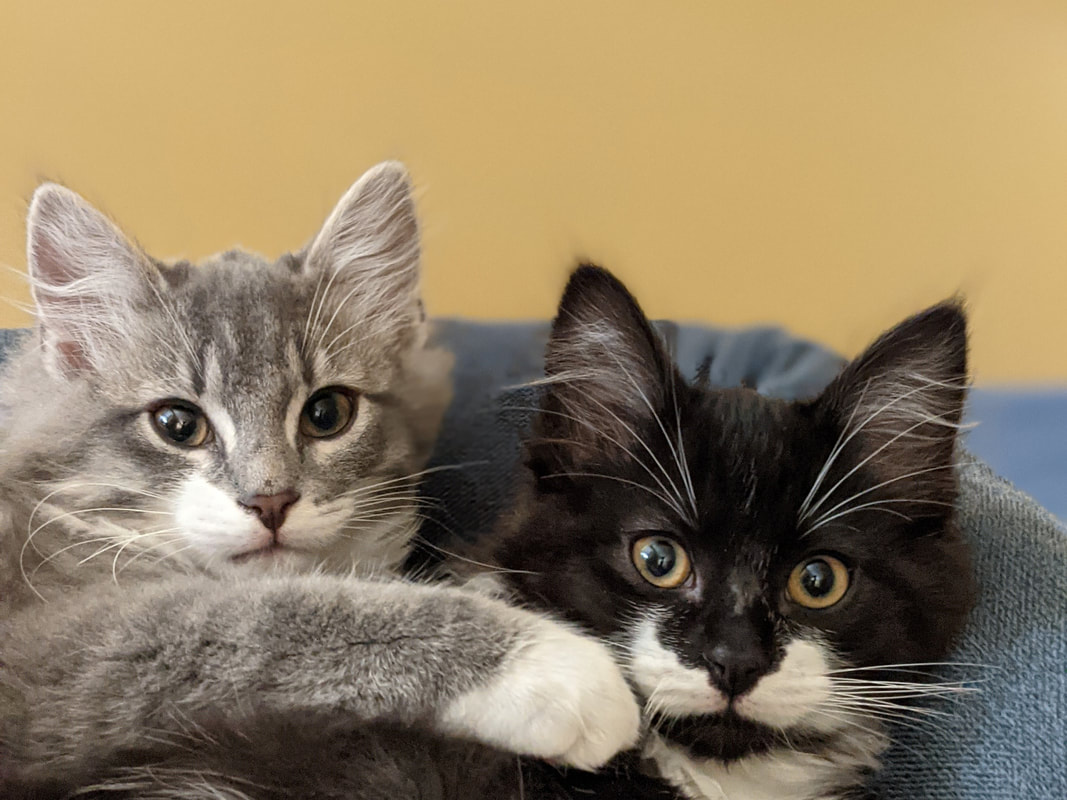 homeless cat network