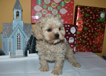 cockapoo breeders california