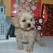 cockapoo breeders california