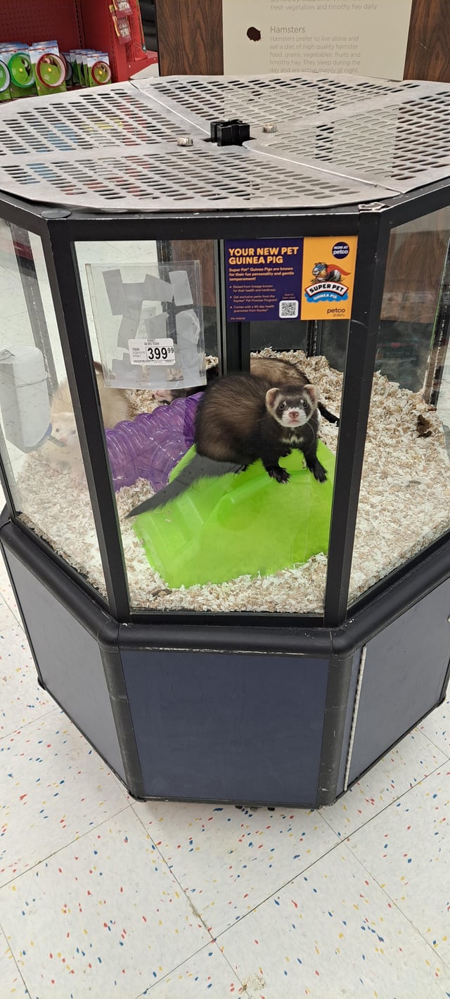 does petco have ferrets