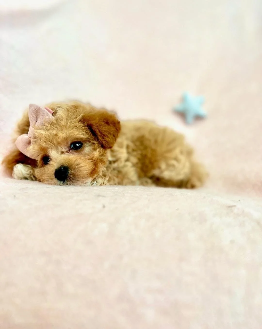 puppies for sale near me store