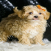 maltipoo puppies for sale indiana
