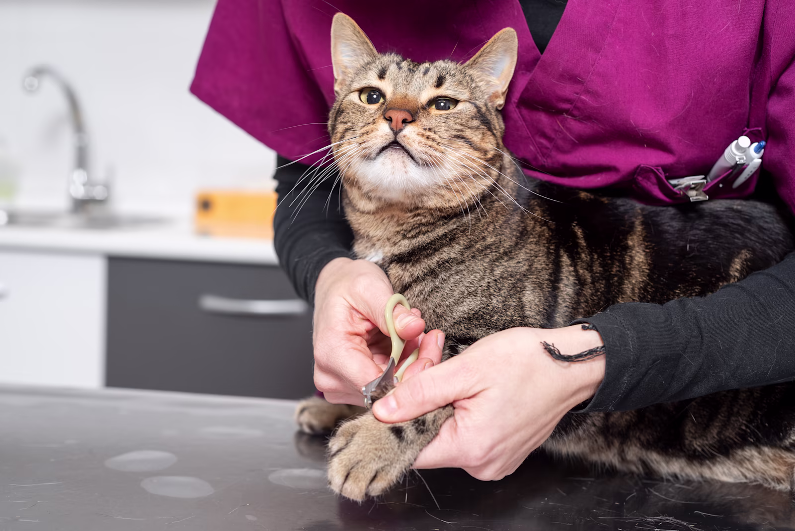 petco grooming services for cats