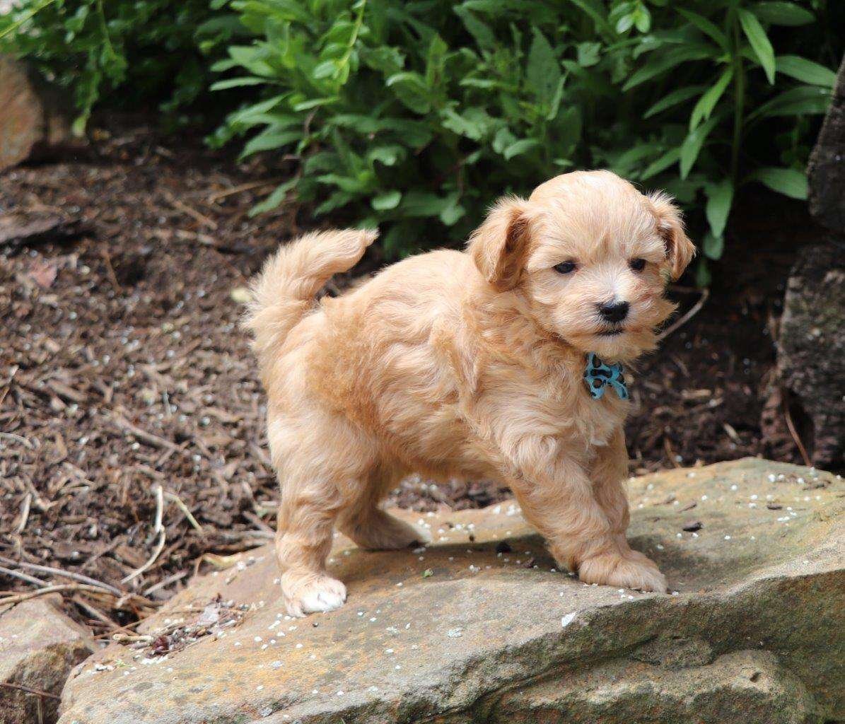 maltipoo puppies for sale indiana