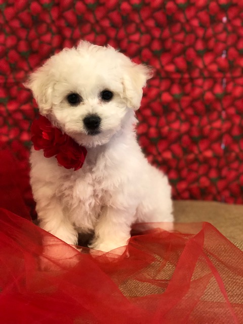 bichon frise breeders in texas
