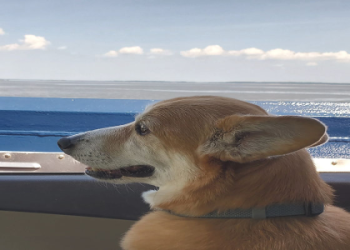 corgi rescue new england