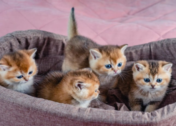 cute puppies and kittens