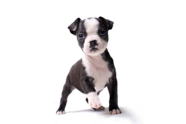boston terrier nj