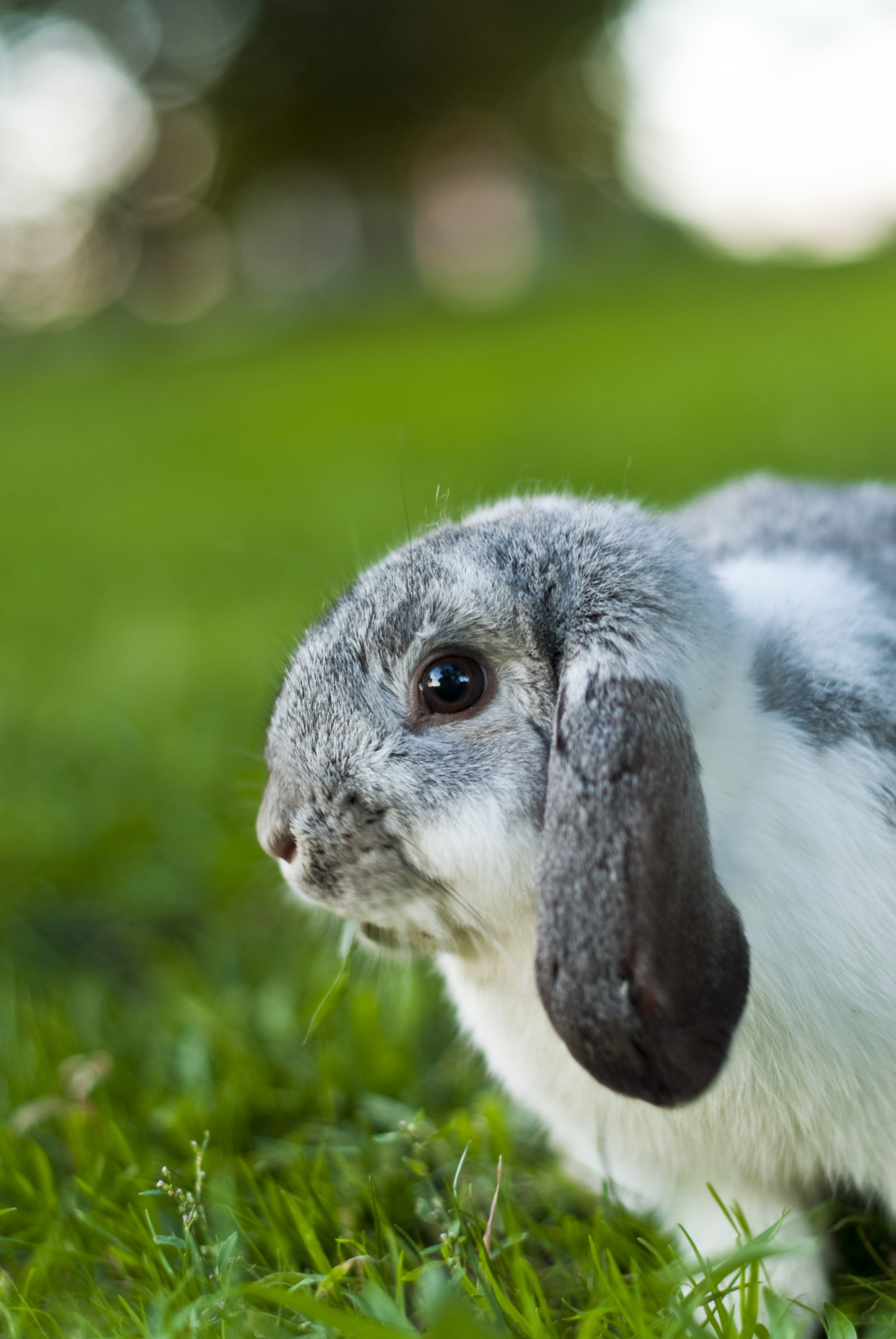 gray lop eared rabbit