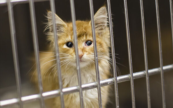 no kill animal shelters chicago