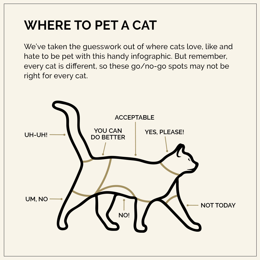 where to pet a cat near me