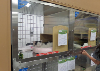 petsmart animal adoption