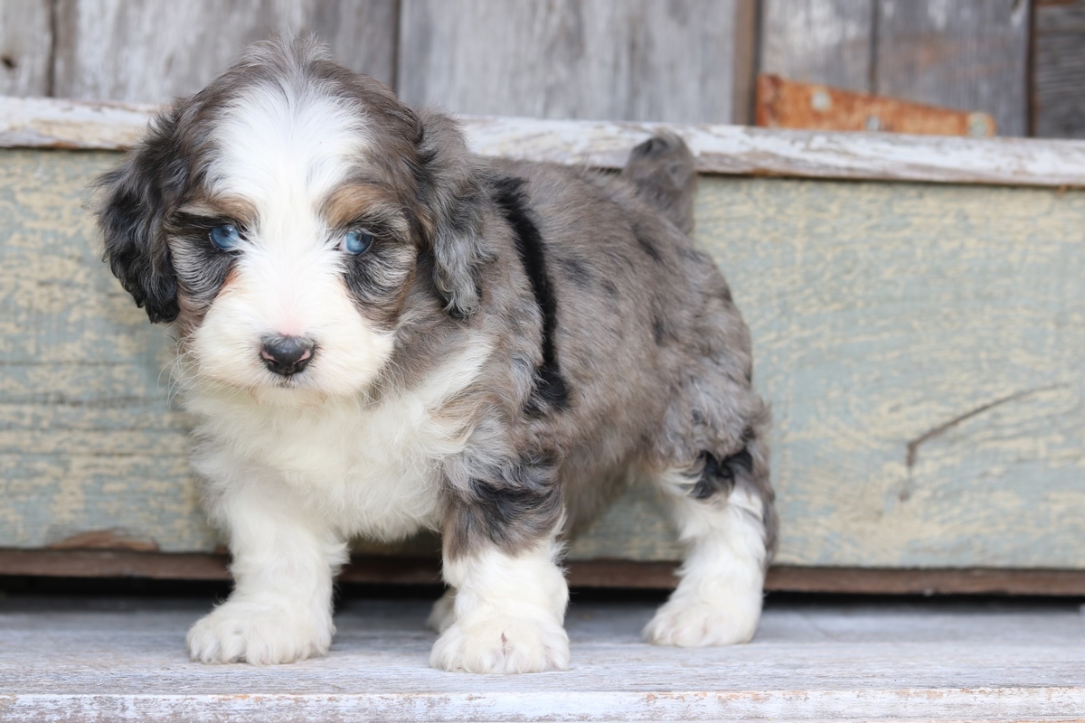 blue eyed bernedoodle for sale