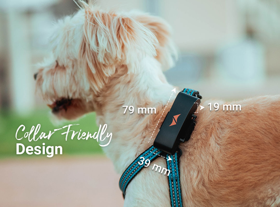 dog finder collar
