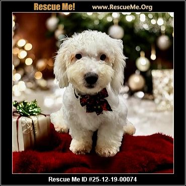 bichon frise rescue florida