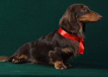 dachshund rescue indiana